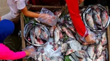 أسعار كيلو البلطي وأسماك كفر الشيخ يوم الجمعة 31 أكتوبر 2025